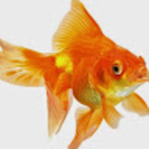 Meet your Posher, Ivy